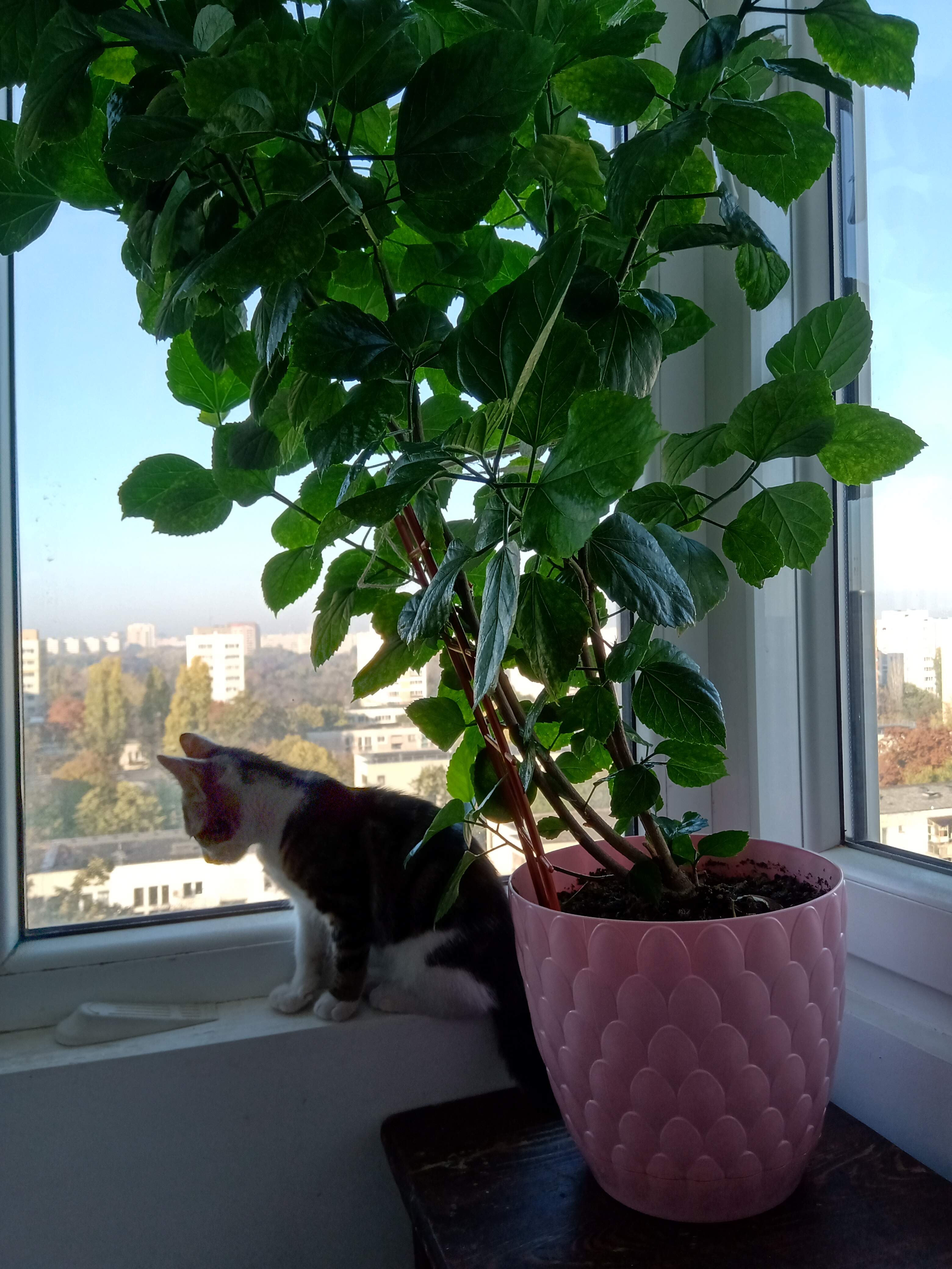 img_20201108_084555.jpg