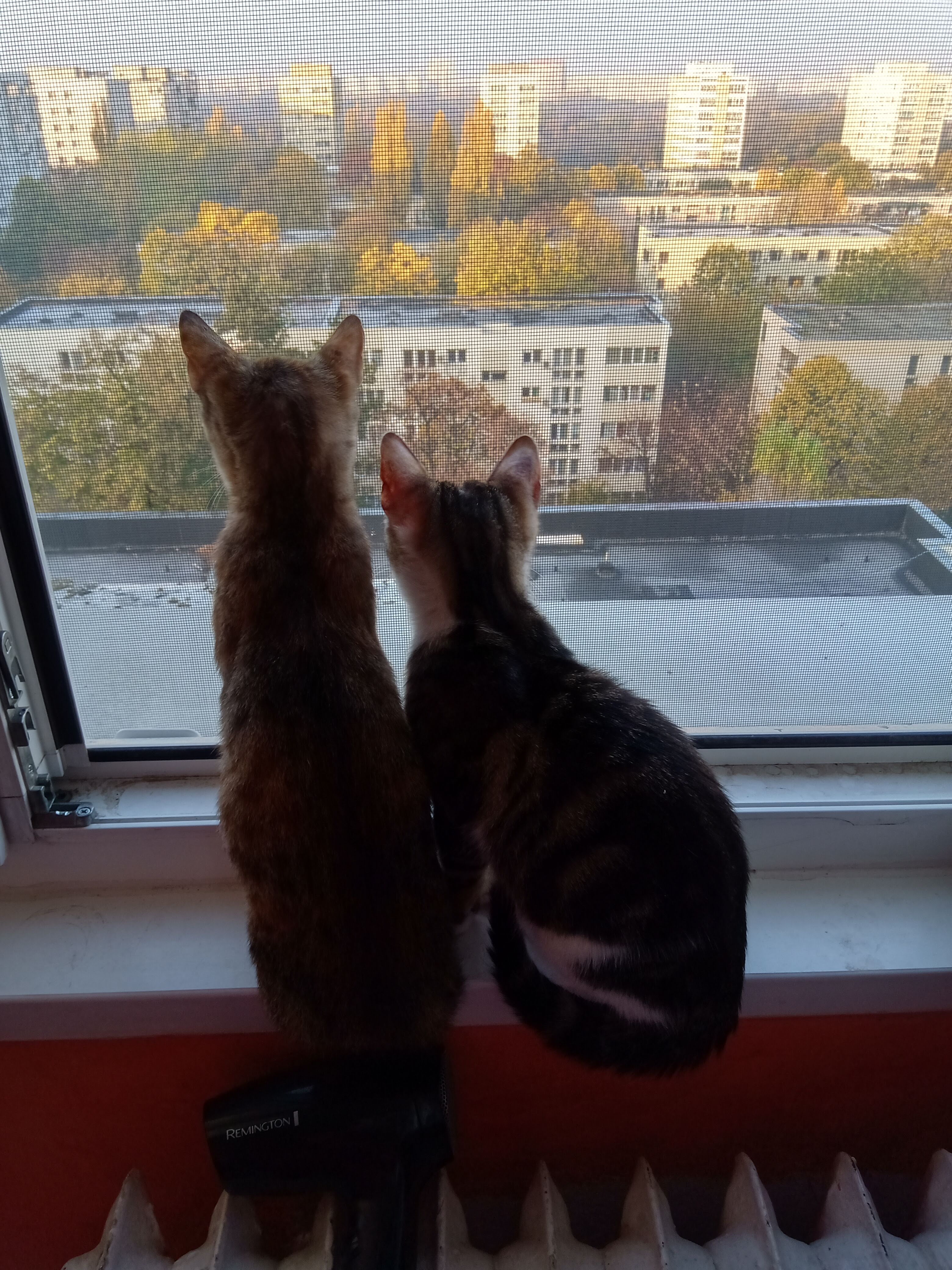 img_20201116_081203.jpg