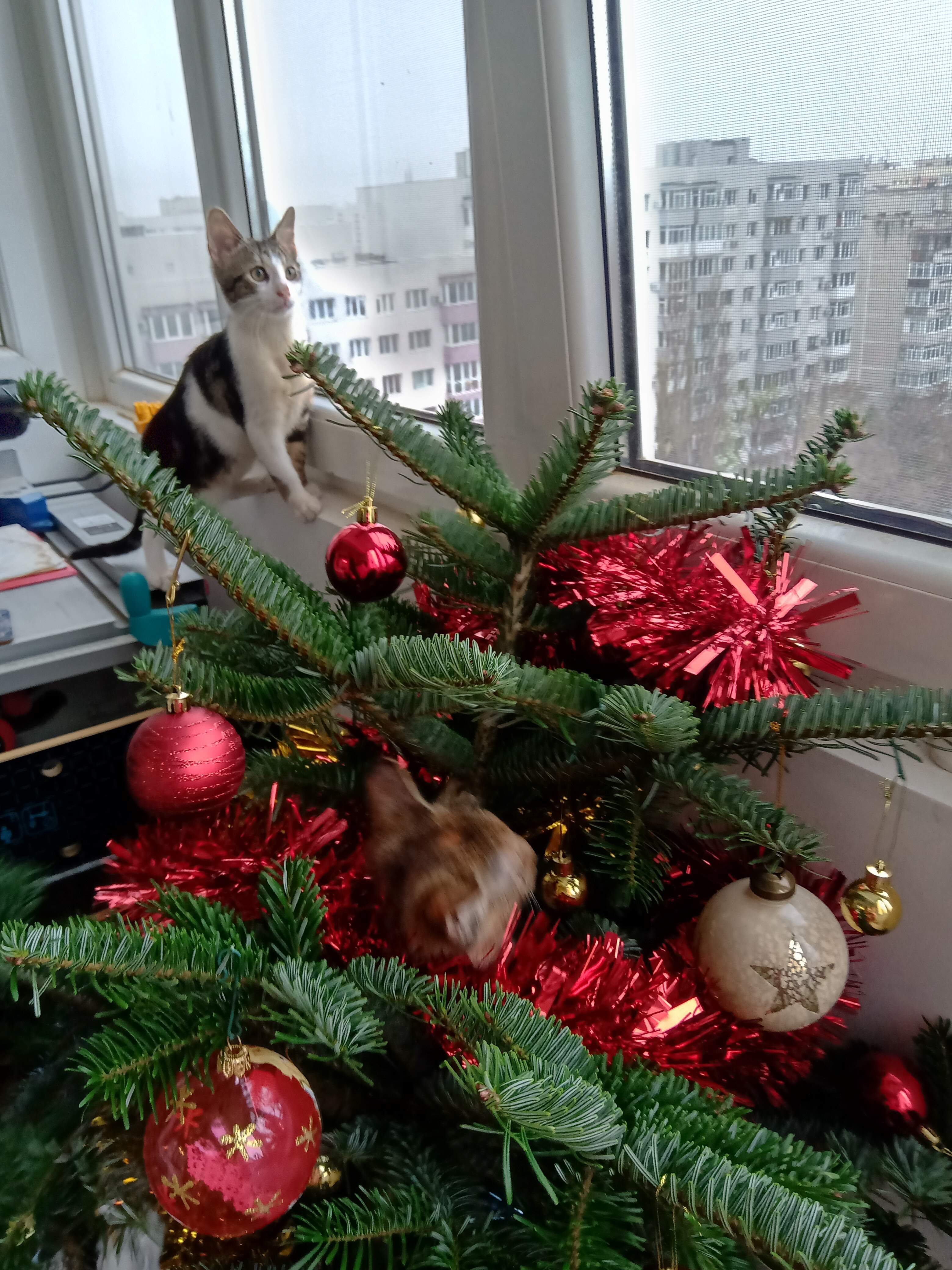 img_20201206_092339.jpg
