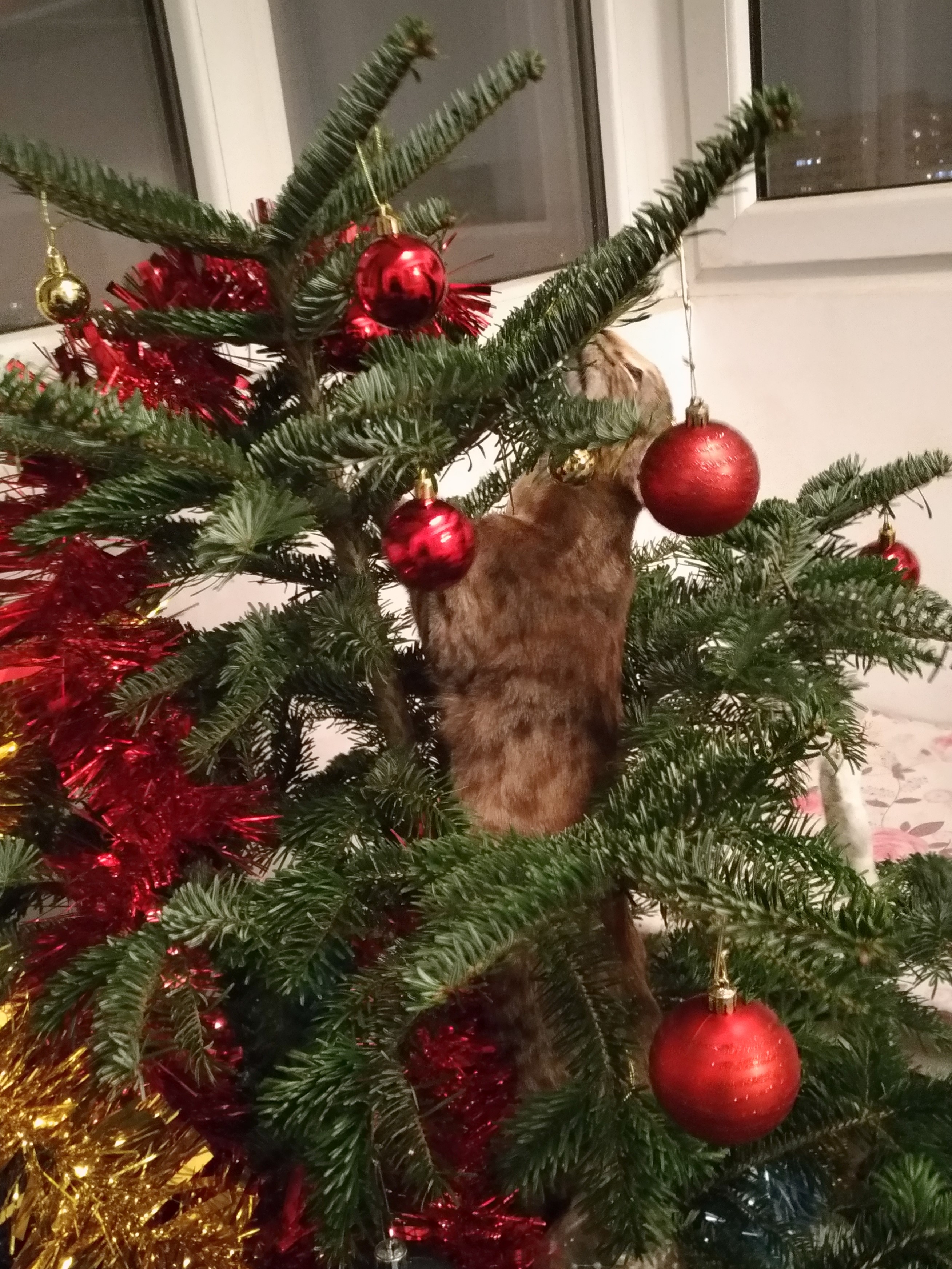 p_20201208_204901_vhdr_on.jpg