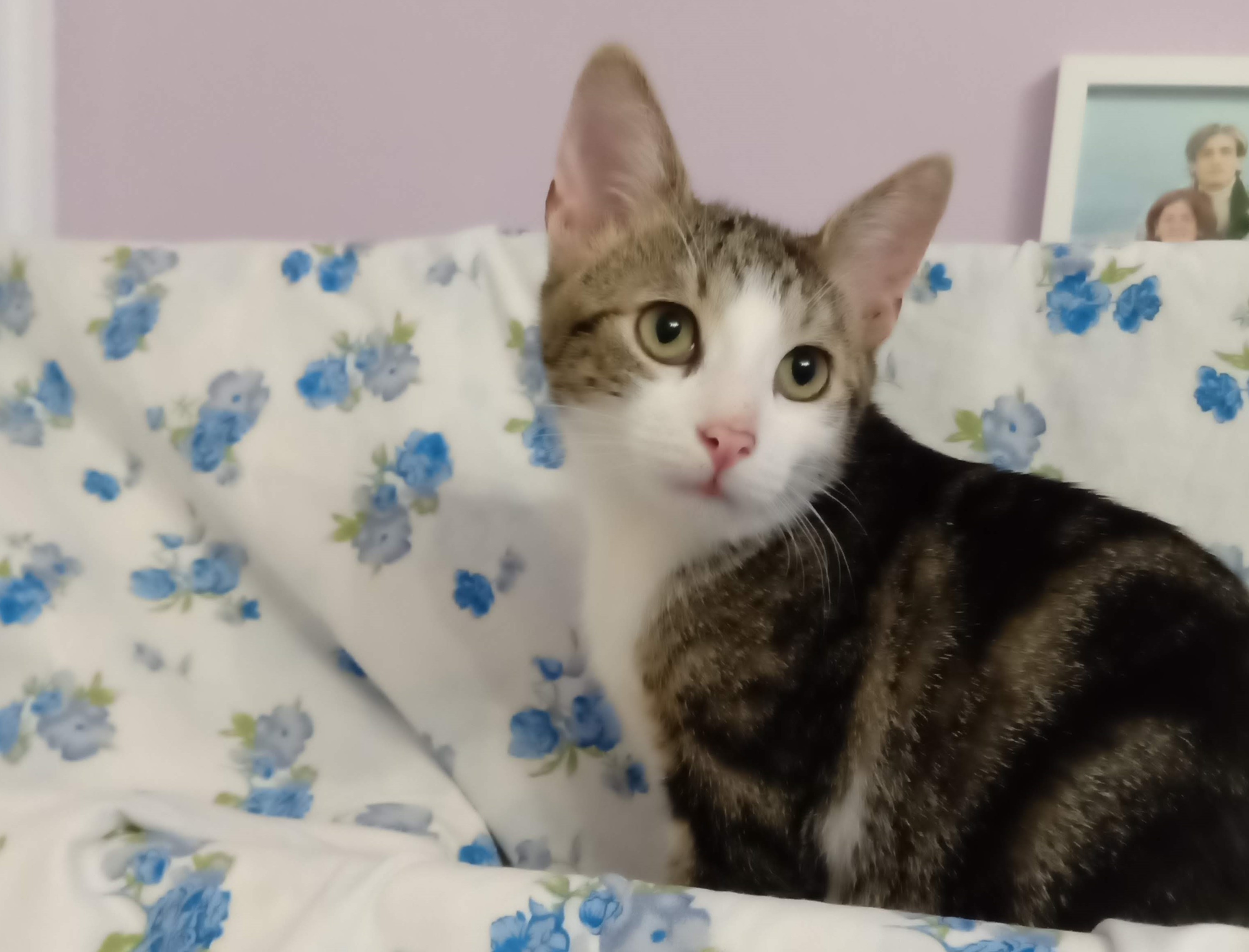 Zen Cutezătorul