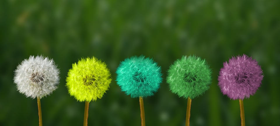 dandelion 2817950 960 720